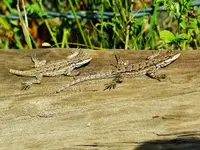 FSCN8140.webp