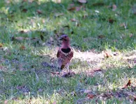 Bird.webp