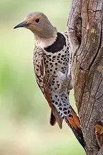 220px-Northern_Flicker.webp