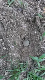IMAG0629.webp