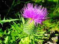 FSCN6652.webp