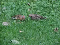 K1600_007.webp