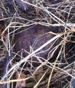 ImageUploadedByTapatalk1414171662.500893.webp ImageUploadedByTapatalk1414171662.500893.webp