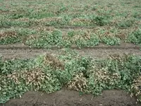 peanuts1.webp