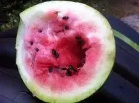 Detect1watermel.webp