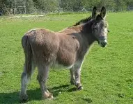 jackass.webp