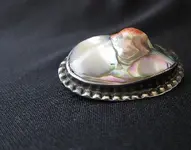 abalone.webp abalone.webp