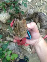 image-456294816.webp