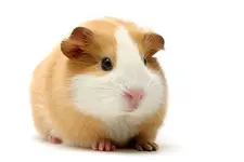 guinea-pig-tan.webp