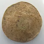 coin1.webp