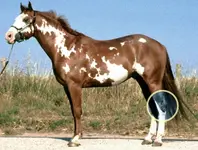 Hock.webp