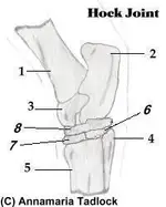 hockjoint2.webp