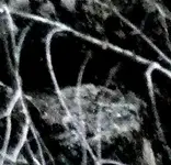 P1020392crop2.webp