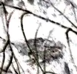 P1020392cropneg.webp