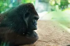 gorilla 2.webp