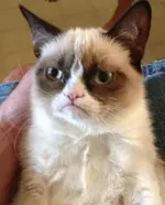 Grumpy_Cat.webp