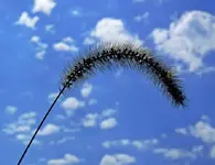 _Hay in sky.webp _Hay in sky.webp