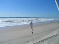surf fishing 002.webp