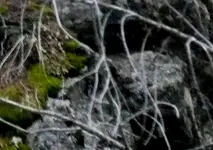 P1020392cropB.webp
