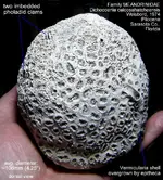 coral_dichocoenia_album.webp