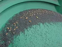 1-4-2013 Gold (1).webp