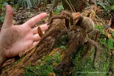 theraphosa4.webp