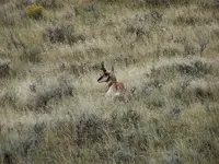 wyo a3.webp