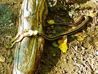 FSCN9702.webp