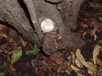 mex 008.webp