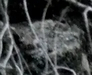 P1020392cropB1.webp