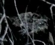 P1020392cropB2.webp