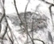 P1020392cropB1neg.webp