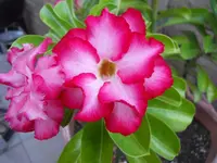233.webp