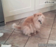ham-cat_o_728856.gif