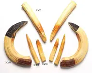 320-hippo-tusks.webp