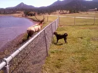 Elk & Ollie.webp