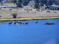 Elk in estes.webp