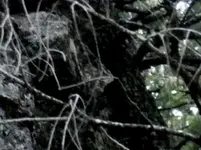 C-P1020392crop1B.webp
