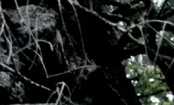 C-P1020392crop1C.webp