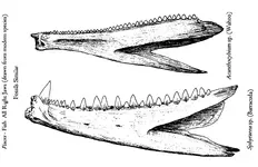 fish_jaw_wahoo_barracuda.webp fish_jaw_wahoo_barracuda.webp