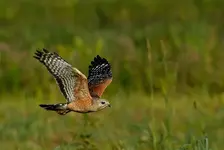 Red-shouldered-Hawk-flight-.webp