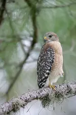 red-shouldered%20hawk.webp