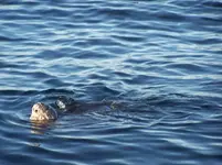 leatherback 1 of 4 we seen.webp