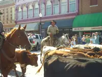 cattledrive2.webp