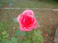 Picture.webp