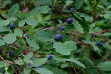 odell2 016_RJ.webp