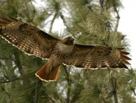 marsh 4 - 14 - 6 055_RJ.webp