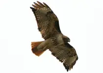 marsh 4 - 14 - 6 056_RJ_3.webp