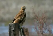 marsh 4 - 24 - 6 023_RJ.webp