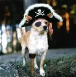 PirateDog[1].webp